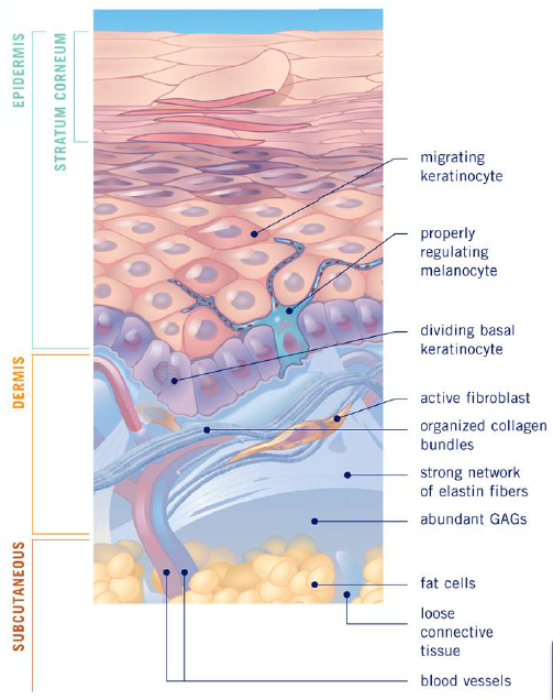 Ageing Skin - The Norwich Face & Body Clinic